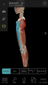 膝の痛みの原因は お尻の筋肉にある 川崎市幸区の整体 交通事故治療なら みゆき鍼灸整骨院