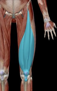 膝の痛み　原因と予防法